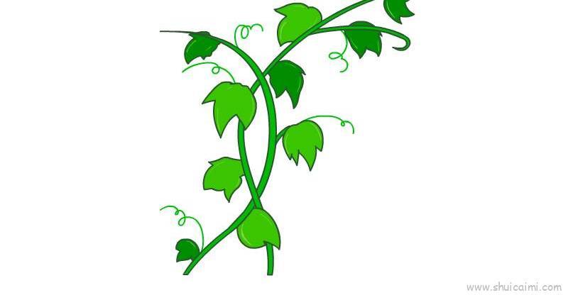 藤蔓儿童画怎么画 藤蔓简笔画图片