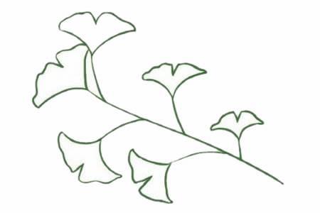 银中草药杏简笔画 银杏中草药怎么画