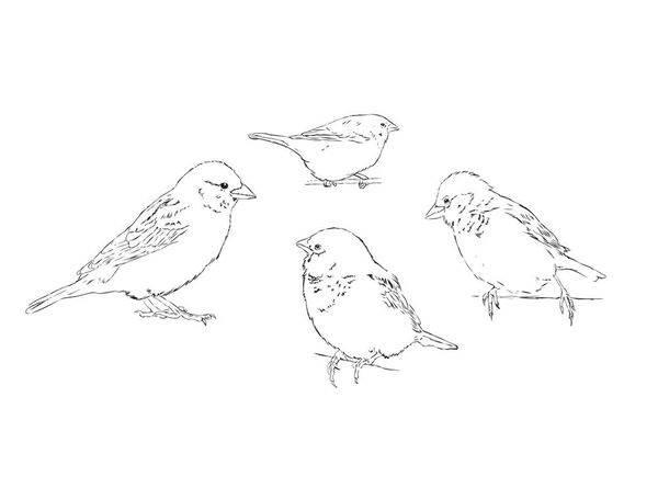 麻雀简笔画 麻雀简笔画带颜色