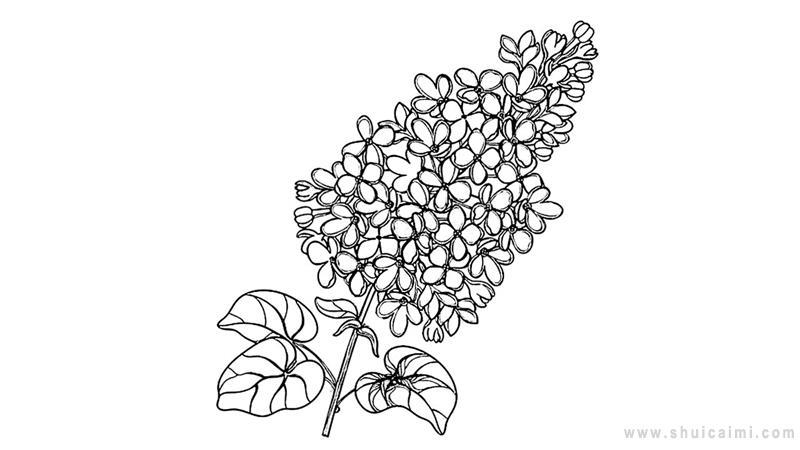 紫丁香简笔画怎么画 紫丁香简笔画图片