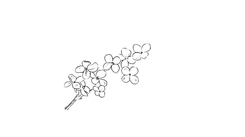 丁香简笔画怎么画 丁香简笔画简单
