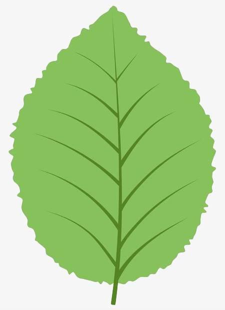 叶子简笔画 叶子简笔画彩色
