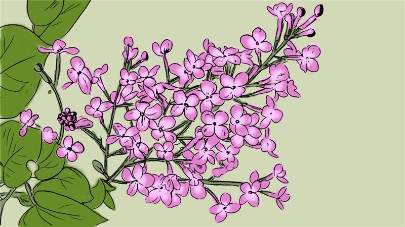 丁香简笔画怎么画 丁香简笔画简单
