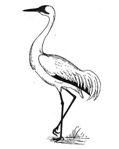 仙鹤简笔画 仙鹤简笔画简单又漂亮