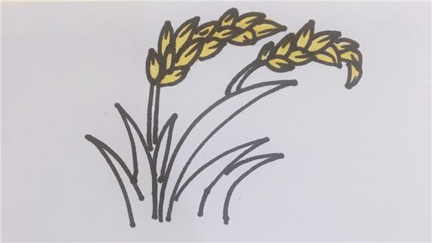 水稻简笔画怎么画 水稻简笔画图片大全