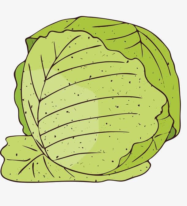 包菜简笔画 绿色尖包菜简笔画