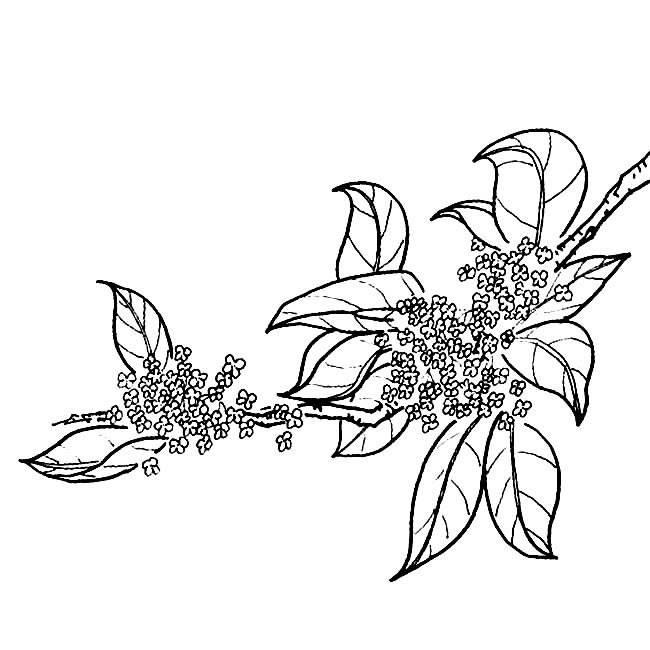 桂花树简笔画 桂花树简笔画儿童画