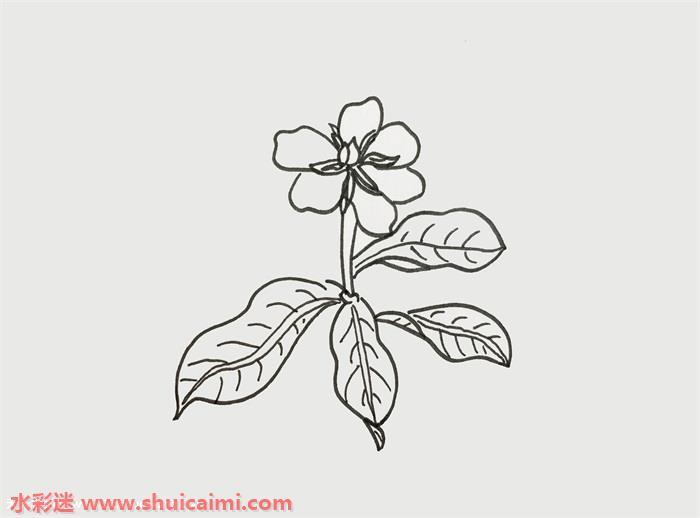 栀子花怎么画 栀子花简笔画简单彩色