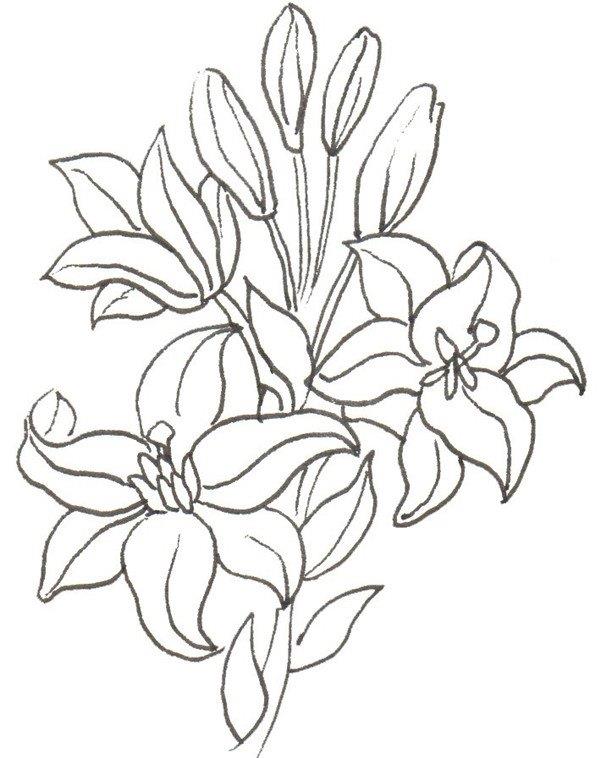 百合花的简笔画怎么画 百合花的简笔画顺序