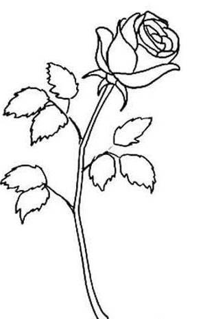 玫瑰花的简笔画 玫瑰花的简笔画一朵