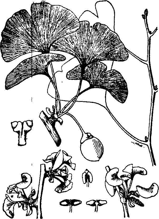 银中草药杏简笔画 银杏中草药怎么画