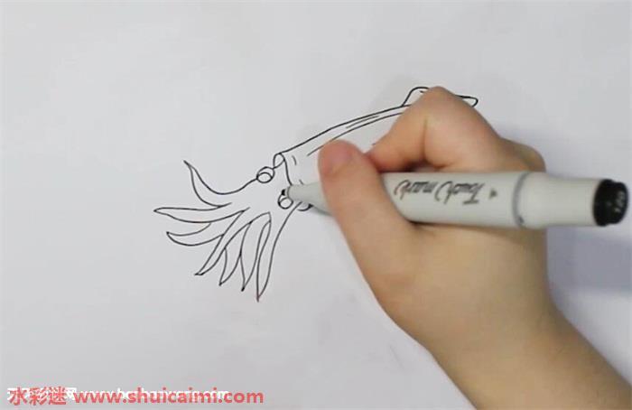 乌贼怎么画 乌贼简笔画简单易画彩色