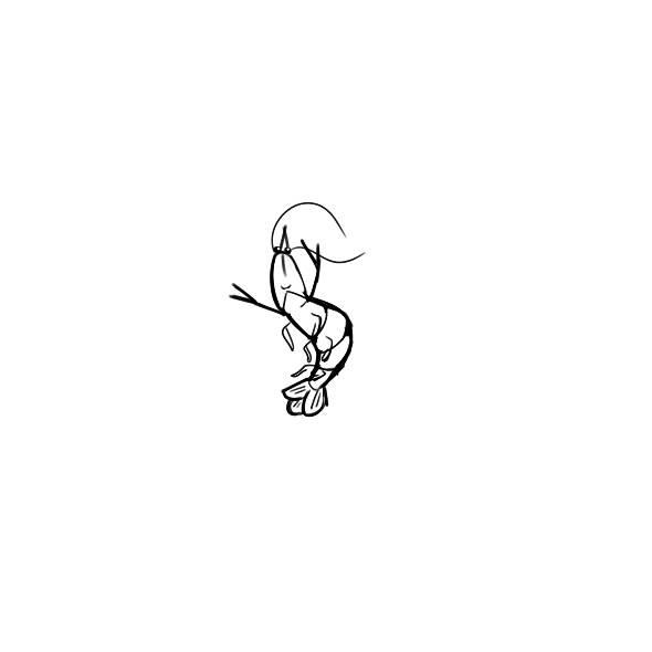 大虾简笔画 大虾简笔画彩色