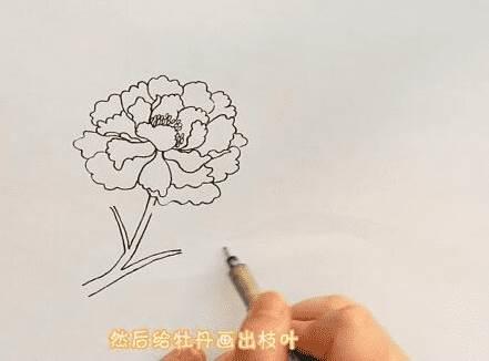 牡丹花的简笔画 牡丹花的简笔画简单漂亮