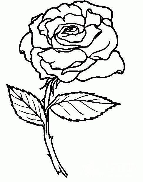 玫瑰花简笔画图片大全 玫瑰花简笔画图片大全大图简单