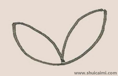 马蹄莲儿童简笔画