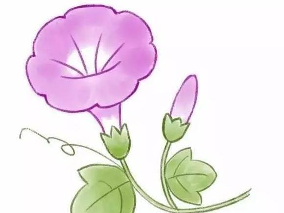 简笔画花 简笔画花草类