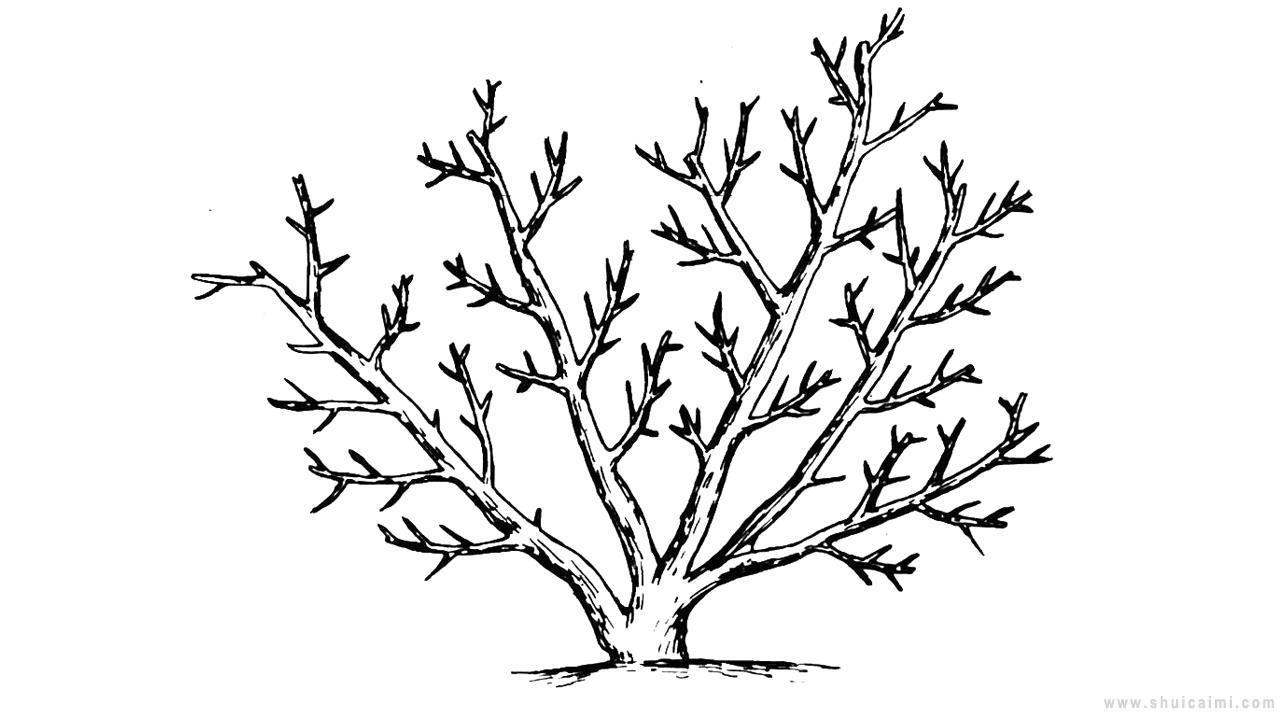 杏树简笔画怎么画 杏树简笔画画法