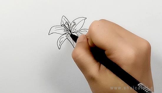 百合花简笔画怎么画 百合花简笔画好看