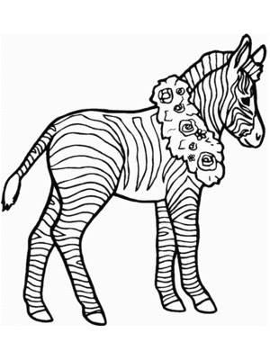 斑马简笔画 河马简笔画图片大全