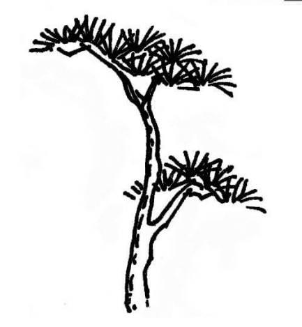 松树的简笔画图片大全 松树的简笔画图片大全大图
