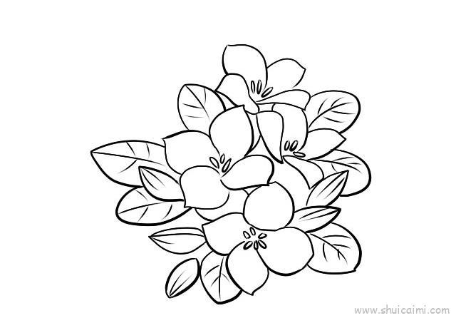 长寿花儿童画怎么画 长寿花简笔画图片