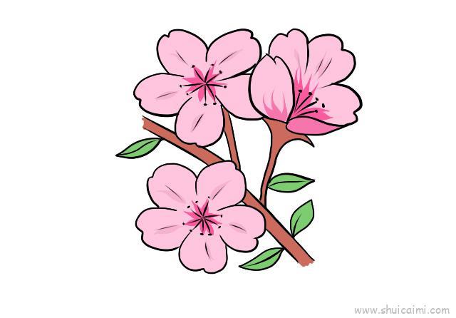 樱花儿童画怎么画 樱花简笔画图片