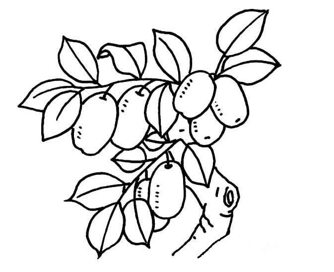 简笔画植物 简笔画植物花草树木