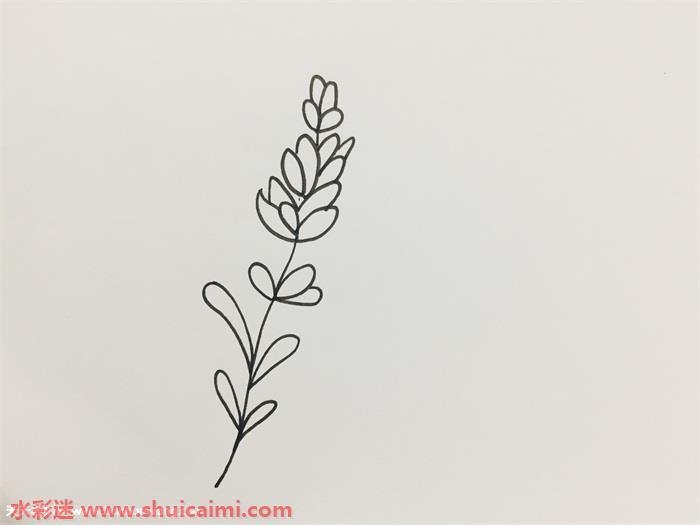 薰衣草怎么画 薰衣草简笔画图片带颜色