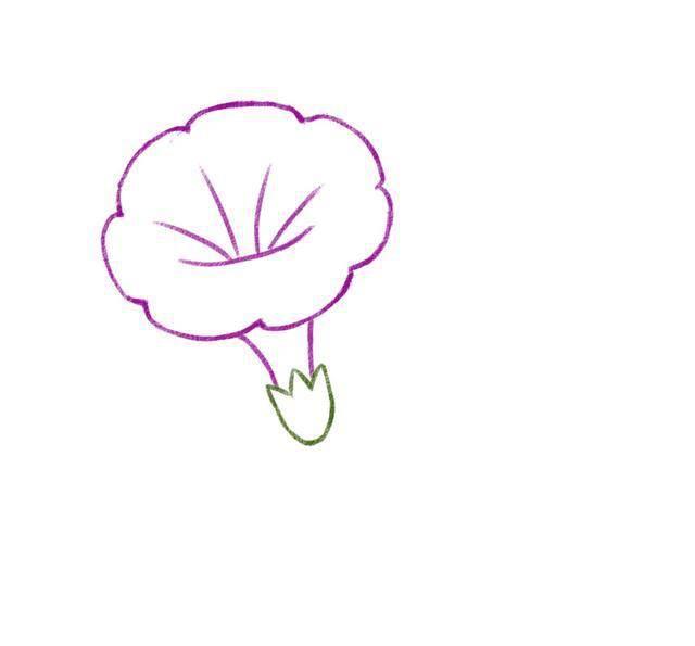 牵牛花的简笔画图片大全 牵牛花的简笔画图片大全彩色
