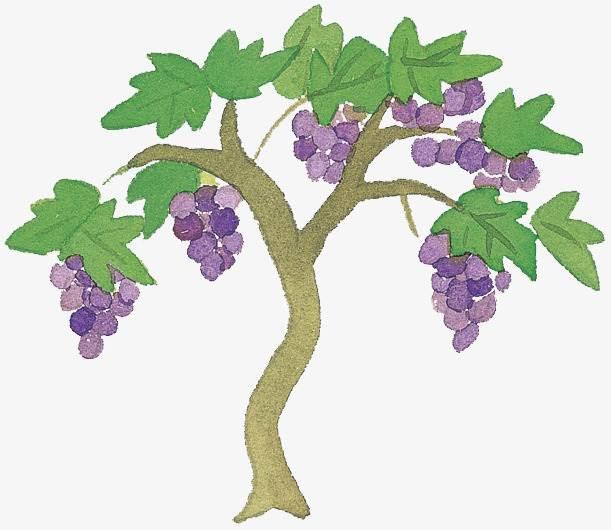 葡萄树简笔画图片大全 葡萄树简笔画图片大全彩色