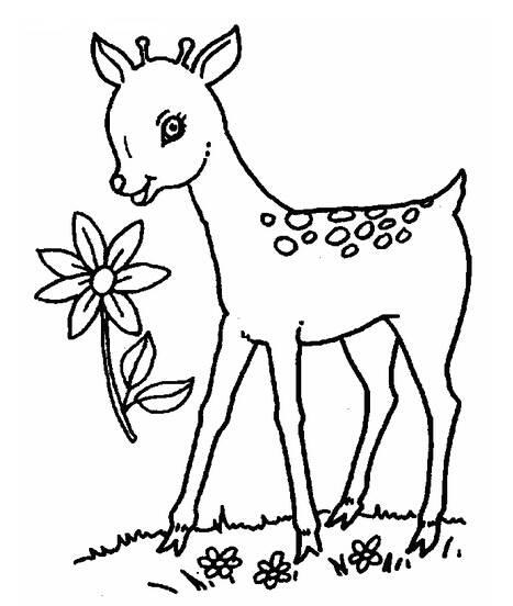 小鹿简笔画图片大全 小鹿简笔画图片大全彩色