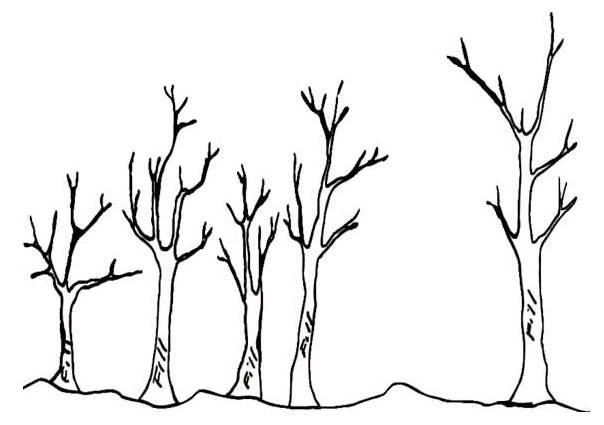 冬天的树简笔画 冬天的树简笔画幼儿园小班