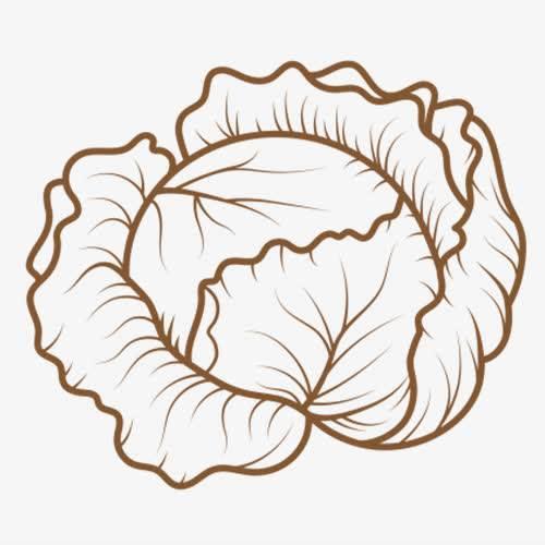 包菜简笔画 绿色尖包菜简笔画