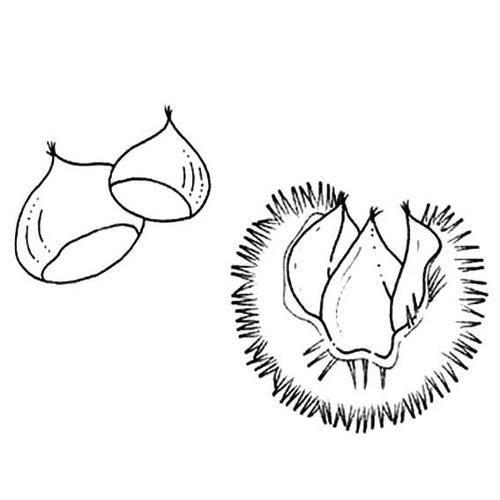 坚果简笔画 植物大战僵尸里面的坚果简笔画