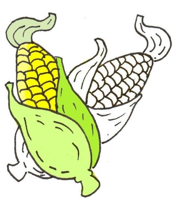 玉米的简笔画怎么画 玉米的简笔画简单又好看