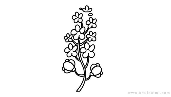 油菜花简笔画怎么画 油菜花简笔画步骤