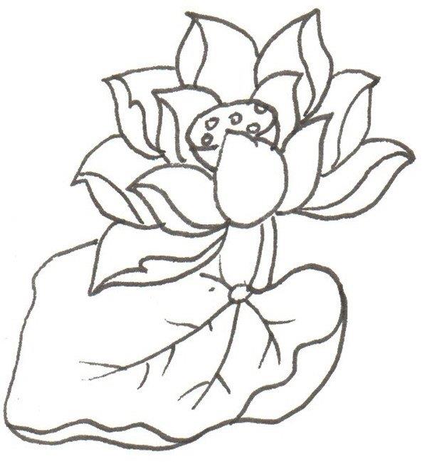 荷花的简笔画怎么画 荷花的简笔画步骤