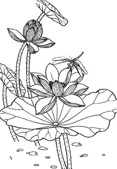 莲花简笔画 莲花简笔画图片大全大图