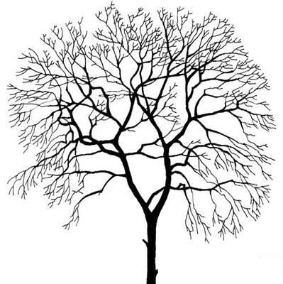 树干简笔画图片 光秃秃树干简笔画图片