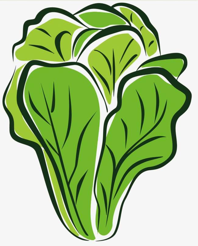 青菜简笔画 青菜简笔画图片