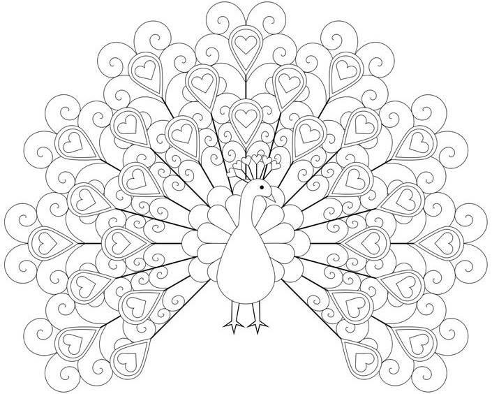 孔雀简笔画图片大全 孔雀简笔画图片大全可爱