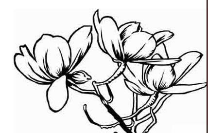 植物图片简笔画 本草纲目植物图片简笔画