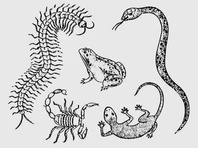 蜥蜴简笔画 蜥蜴简笔画图片