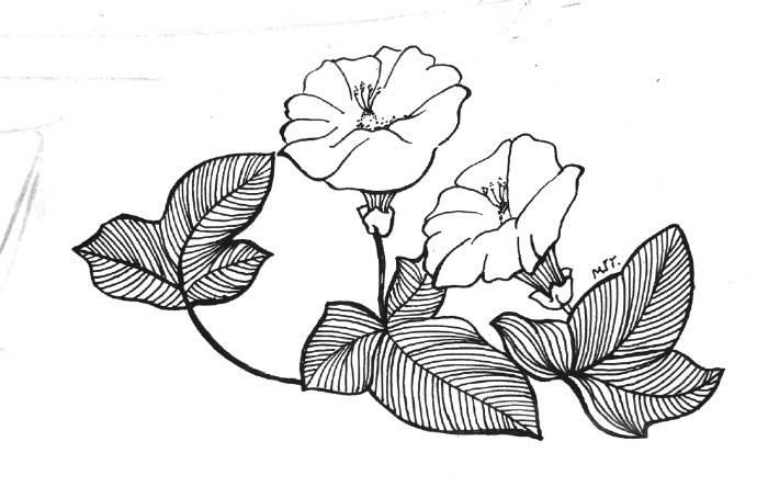 好看的简笔画图片大全 好看的简笔画图片大全可爱