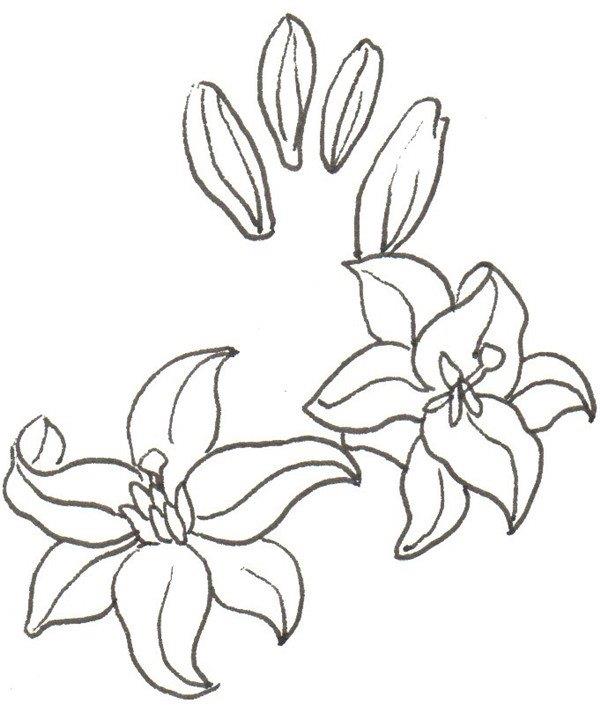 百合花的简笔画怎么画 百合花的简笔画顺序