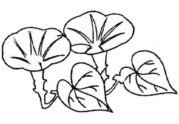 牵牛花的简笔画图片大全 牵牛花的简笔画图片大全彩色