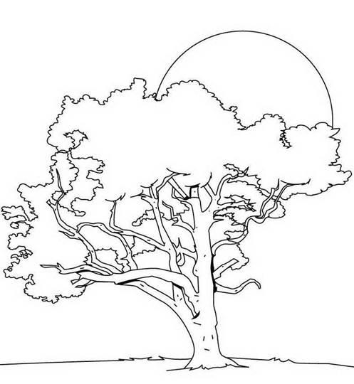 大树简笔画图片大全 大树简笔画图片大全大图