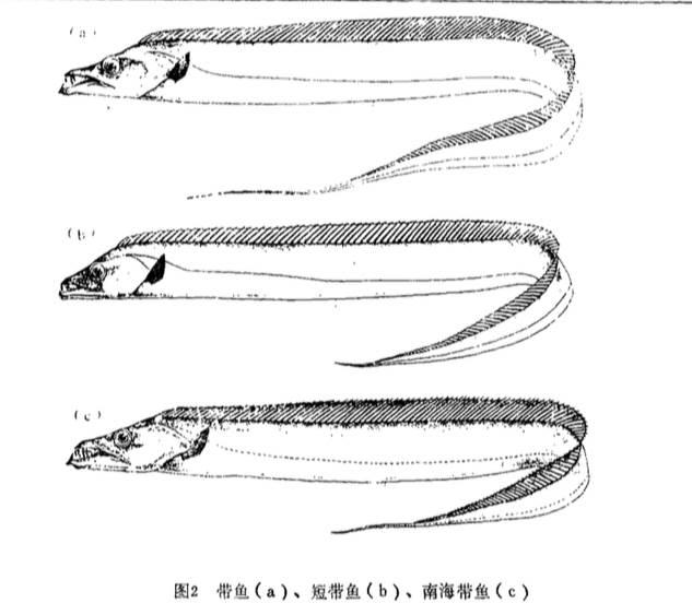 带鱼简笔画图片大全 带鱼简笔画图片大全可爱