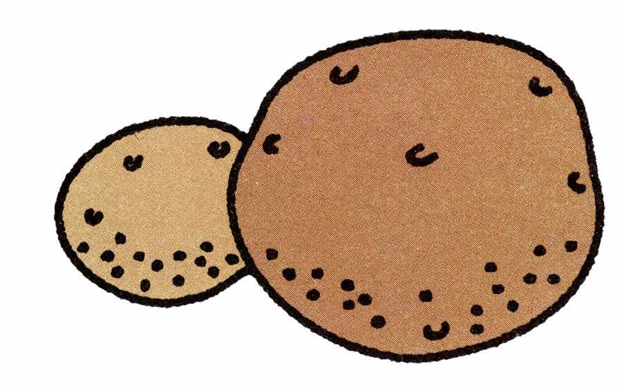 土豆简笔画 土豆简笔画儿童简笔画